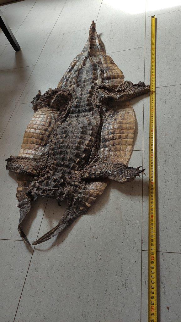 Krokodýl, kajman, kůže, preparace, lebka, kostra
