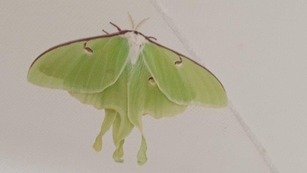 Actias luna - ova- vejce