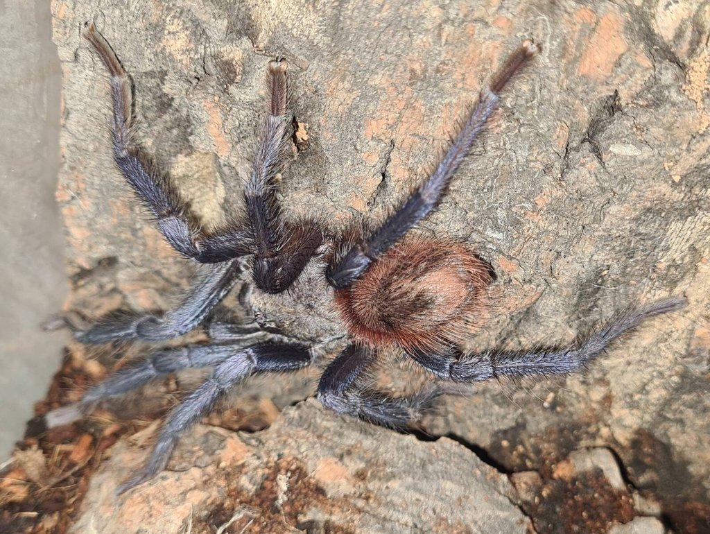 Pterinopelma sazimai