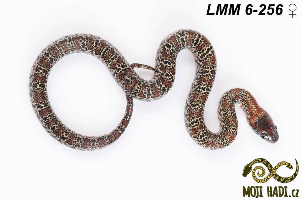 Lampropeltis mexicana mexicana - Korálovka mexická 2024