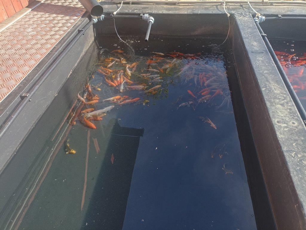 Koi kapr,karas zlatý,karas shubunkin,závojnatky,jeseteři,vodní šneci okružáci.
