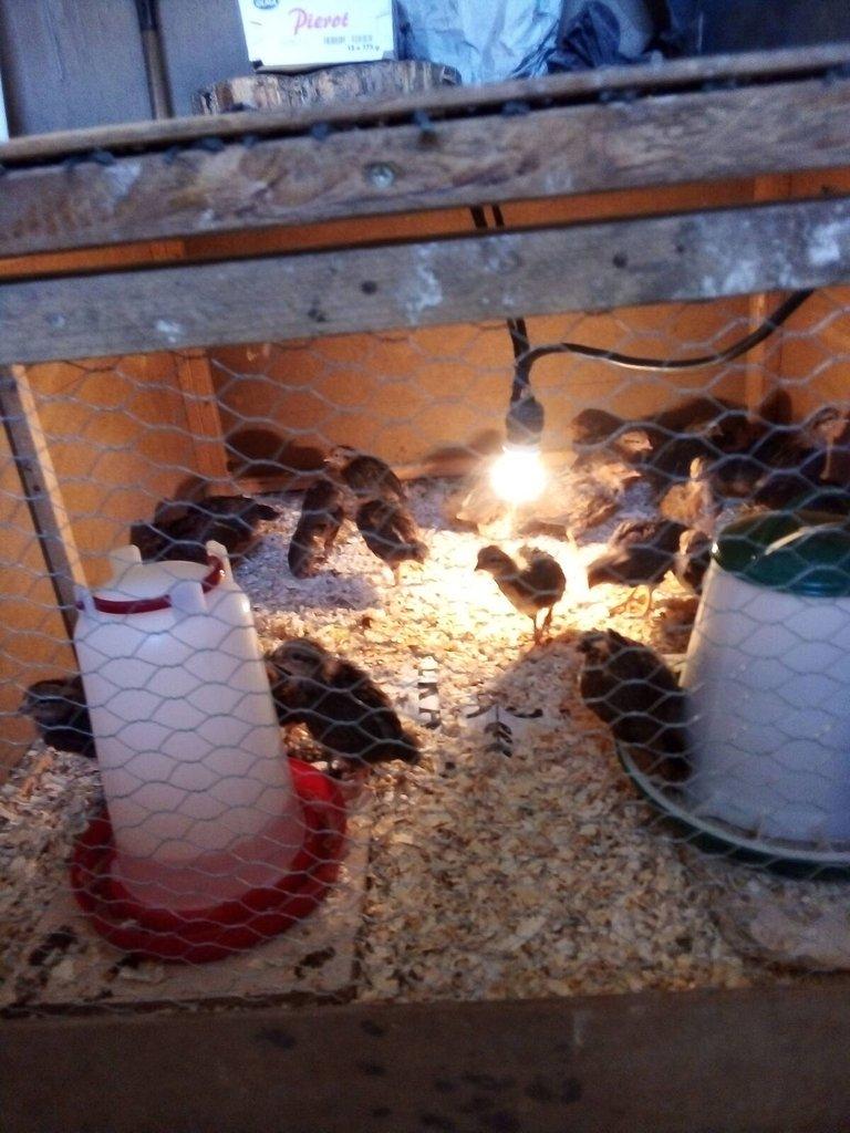 VELSUMKA ZDROBNĚLÁ REZAVĚ KOROPTVÍ  NV