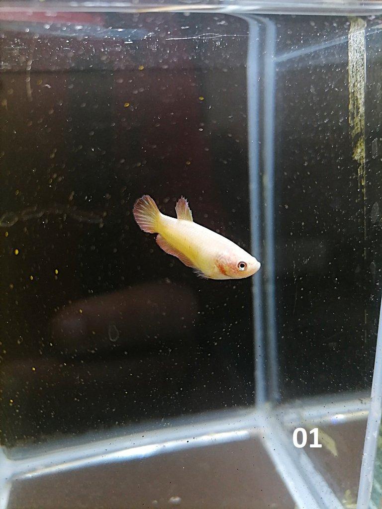 Betta Splendens - Samci