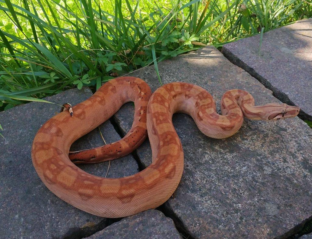 Boa imperator - Keltic VPI Sunglow, Aztec VPI Sunglow