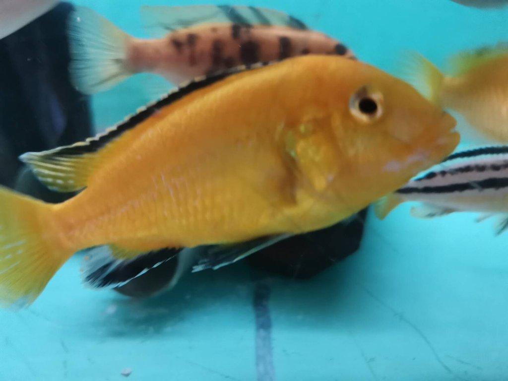 TLAMOVCI MALAWI CHOMUTOV + Mražené krmivo ARTEMIE, KORETRA, SERA FLORA