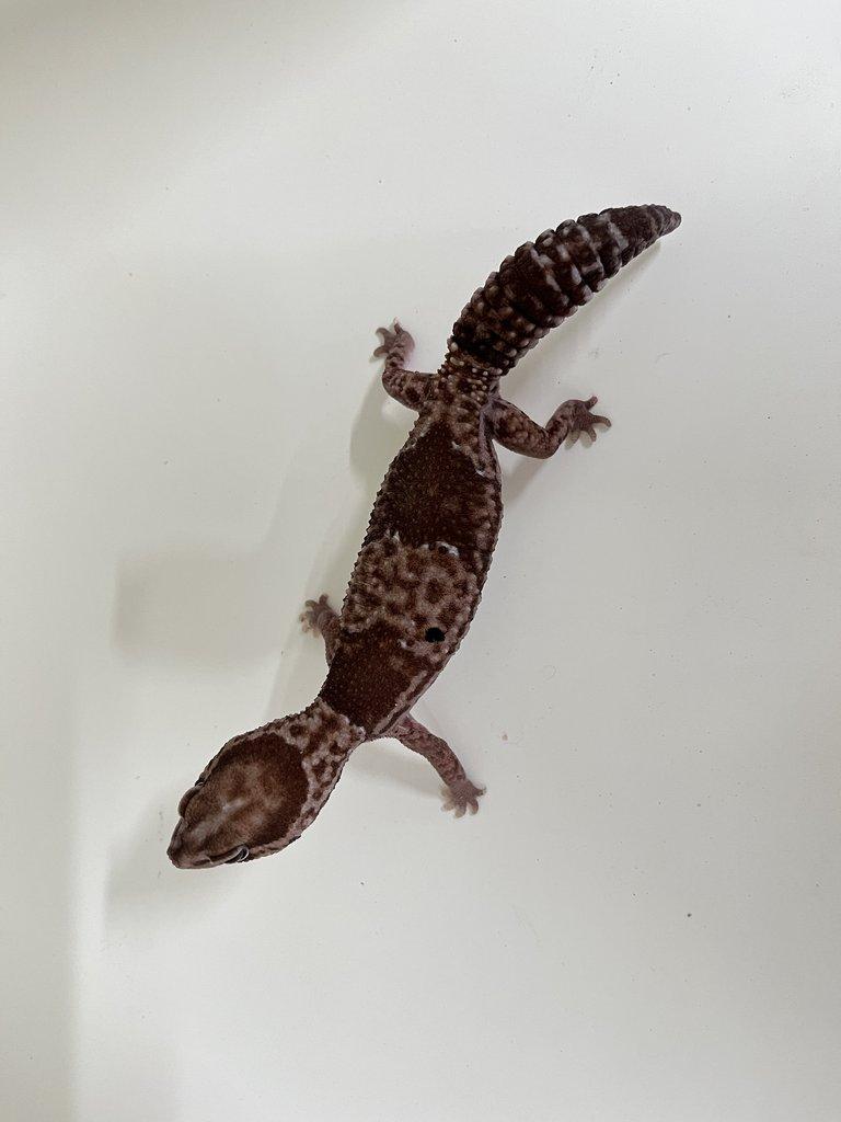 Gekončík africký (Hemitheconyx caudicinctus)