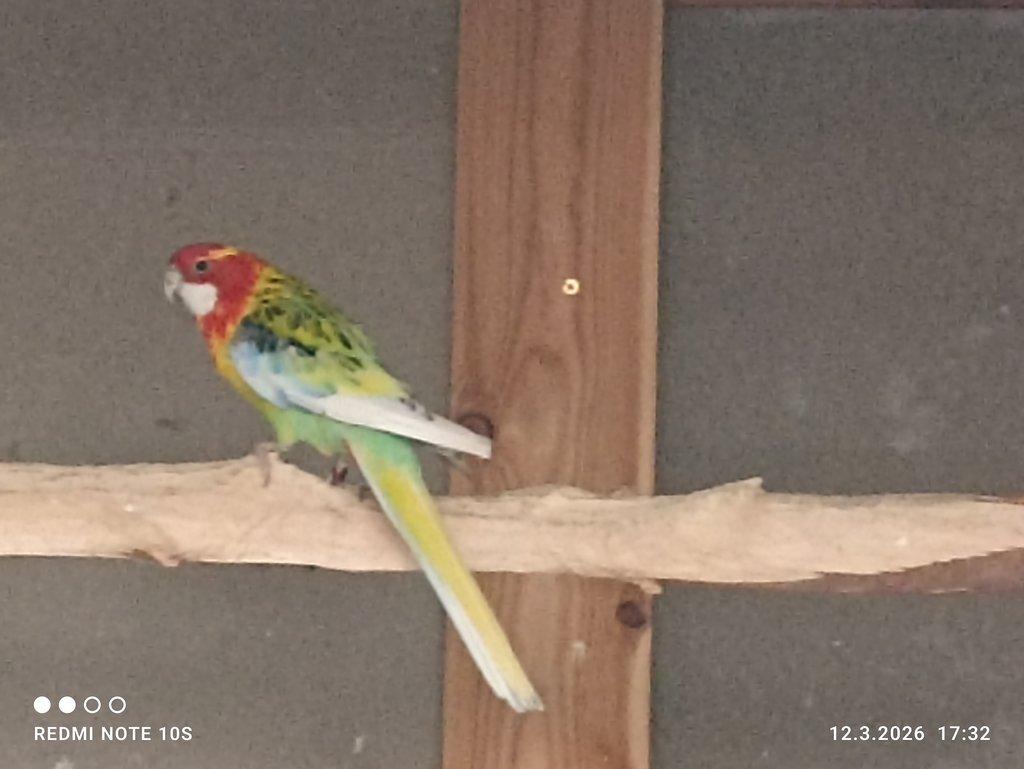 1.0 rosela pestrá.straka štěp na černé