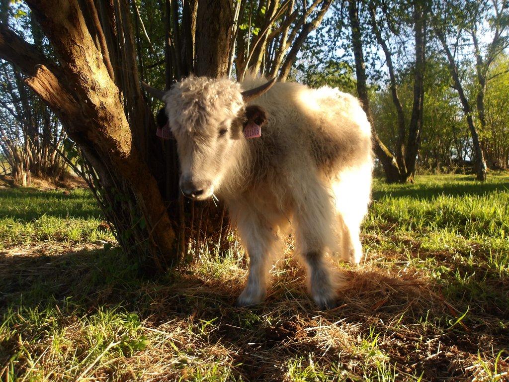 Jak domácí (Himálajský-tibetský skot) - i mladé kusy naučené k vypásání zahrad