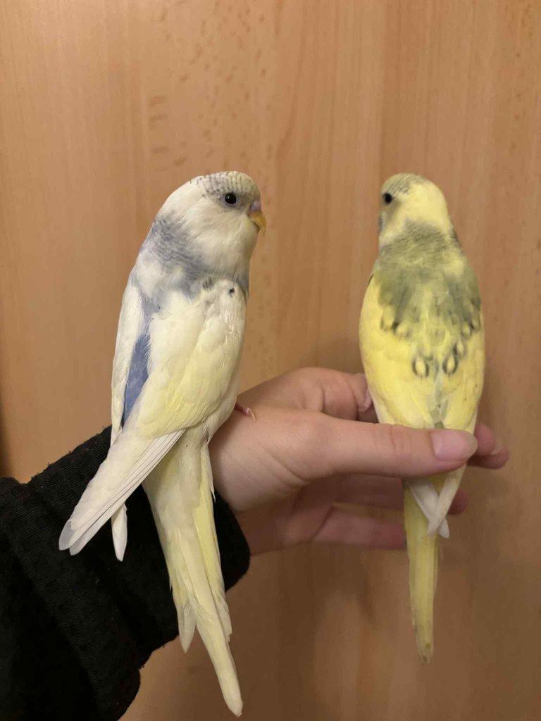 Prodám mladé andulky po vylétnutí z budky