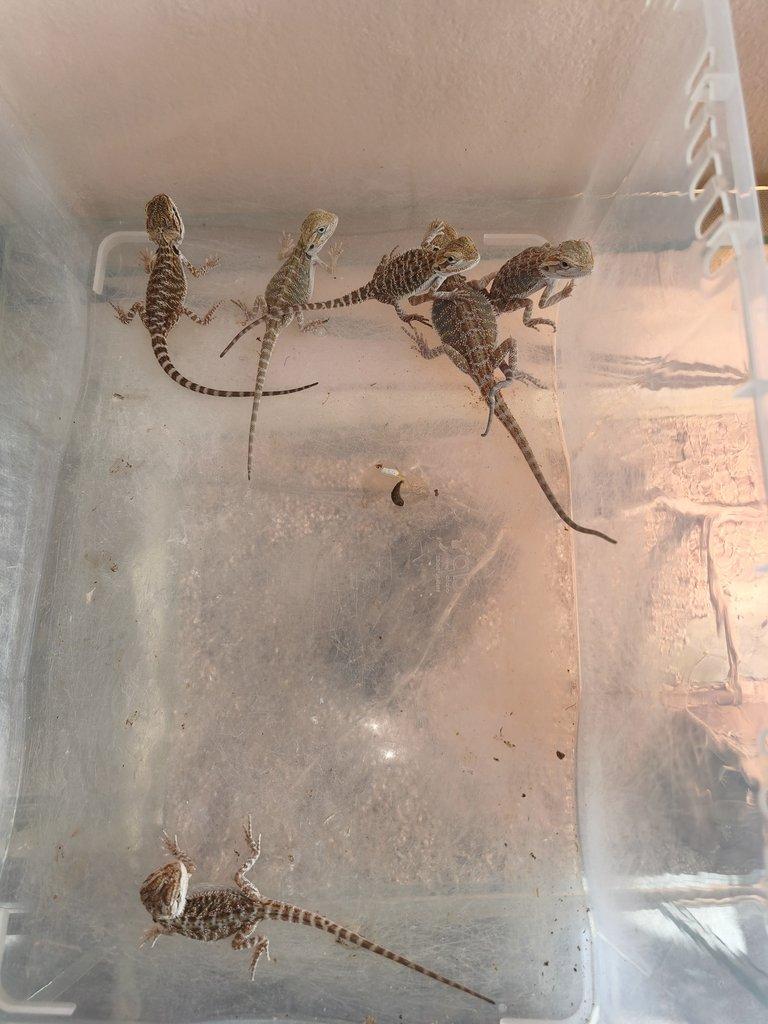 Agama vousatá - Hypo het zero