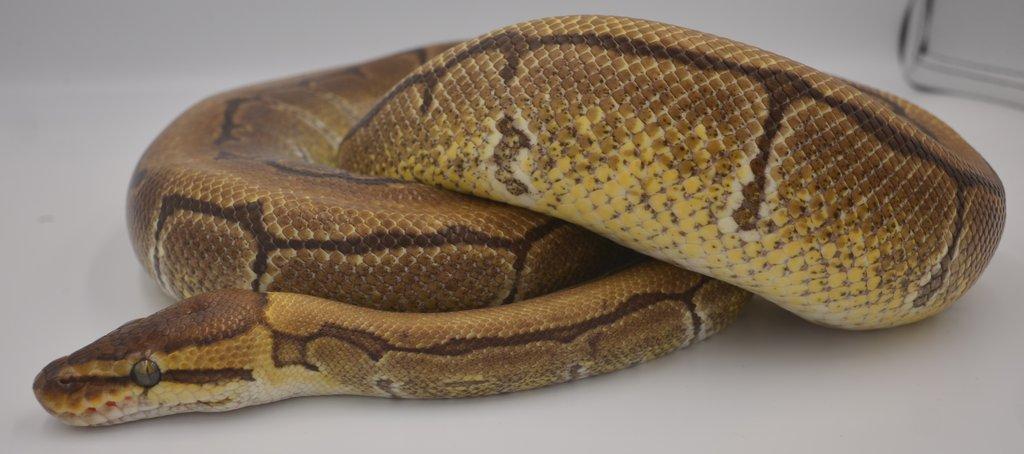 Krajta královská (Python regius) Pinstripe het Clown