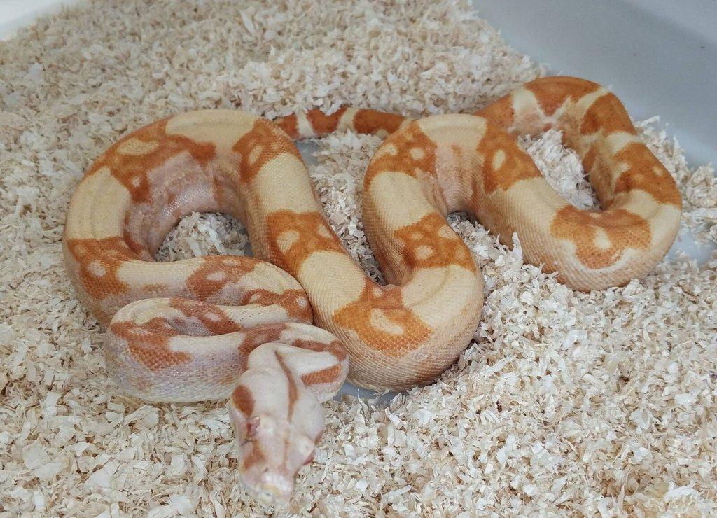 Boa imperator - Purple Sharp Sunglow Aztec, Sharp Sunglow
