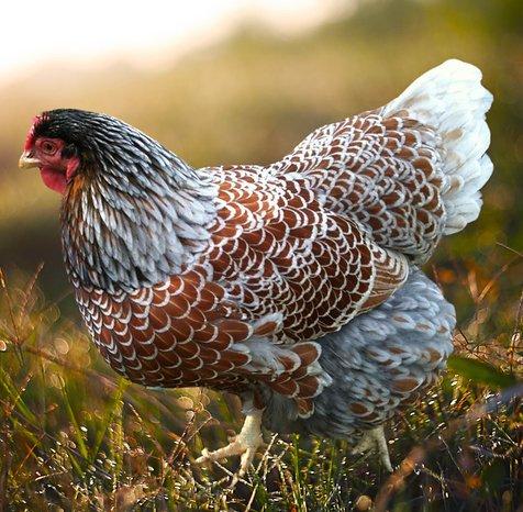 Násadová vajíčka Wyandotky zdrobnělé 24 barev