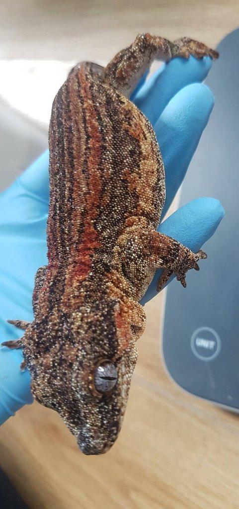 Rhacodactylus auriculatus - chovná samice