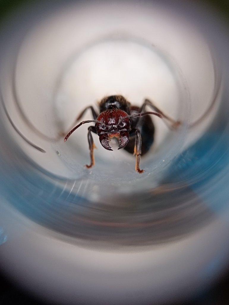 Messor barbarus (Mravenec zrnojed)