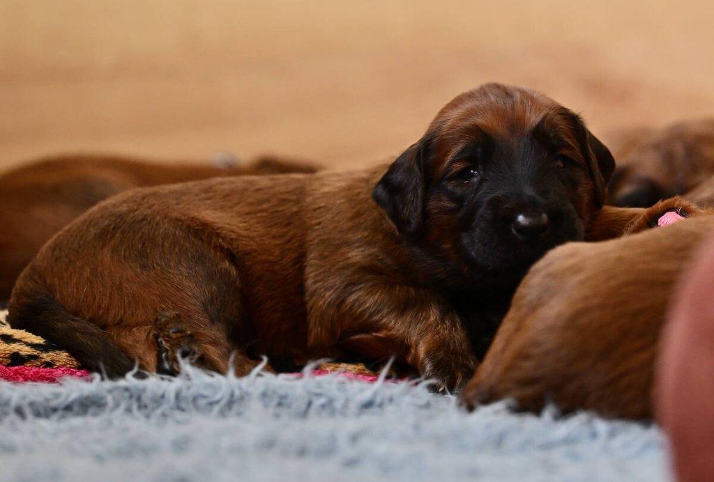 Briard - plavá štěňata