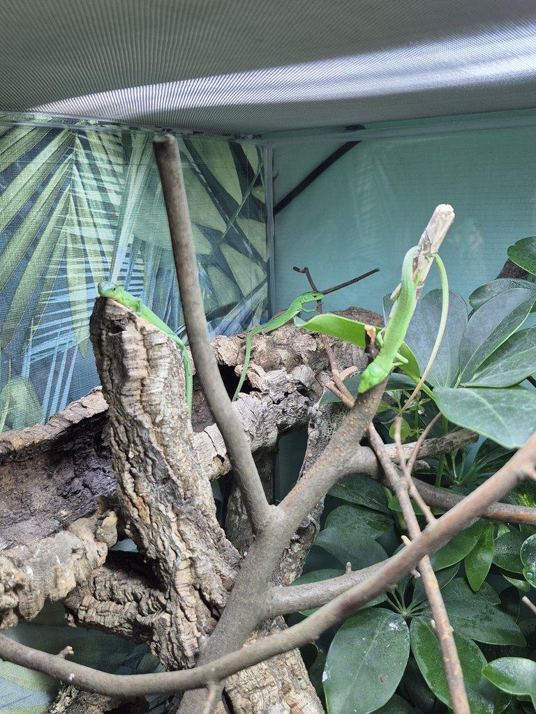 Tria : Gastropholis prasina a Anolis Barbatus