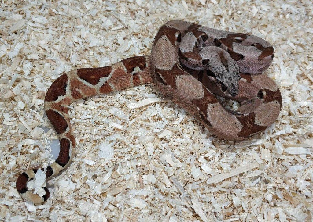 Boa imperator- Sharp Sunglow 66% het Sterling,Hypo Sterling