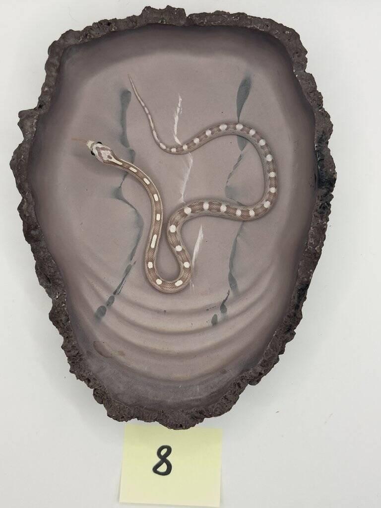 Užovky červené 06/25 a 08/25 (Pantherophis guttatus)