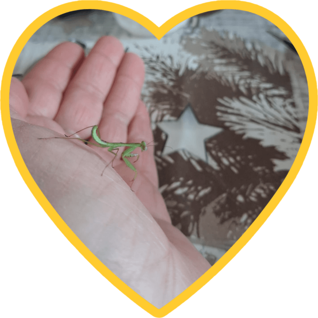 Hierodula majusculaa-určené páry