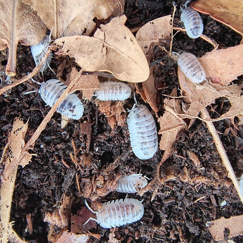 Nesodillo arcangelii "Shiro Utsuri" - Isopody