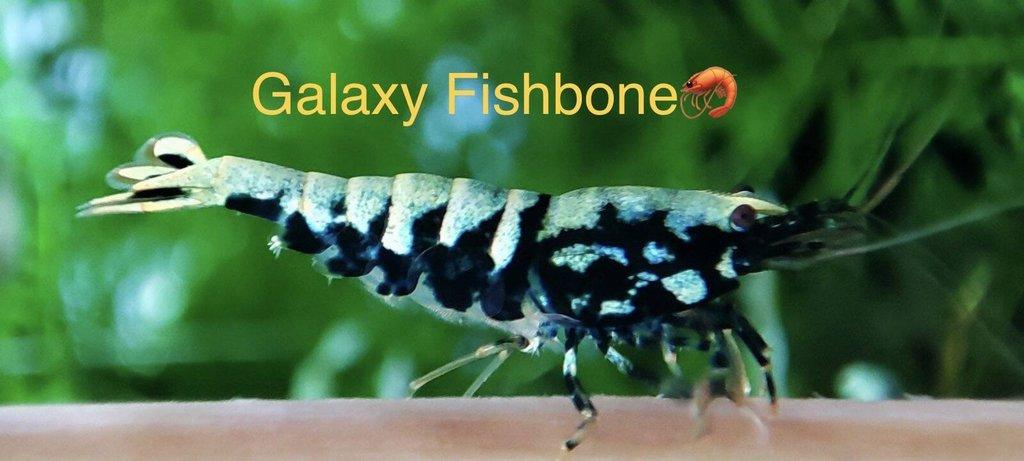 TOP PREMIUM AKVA KREVETKY Caridina a Neocaridina - Odchovy