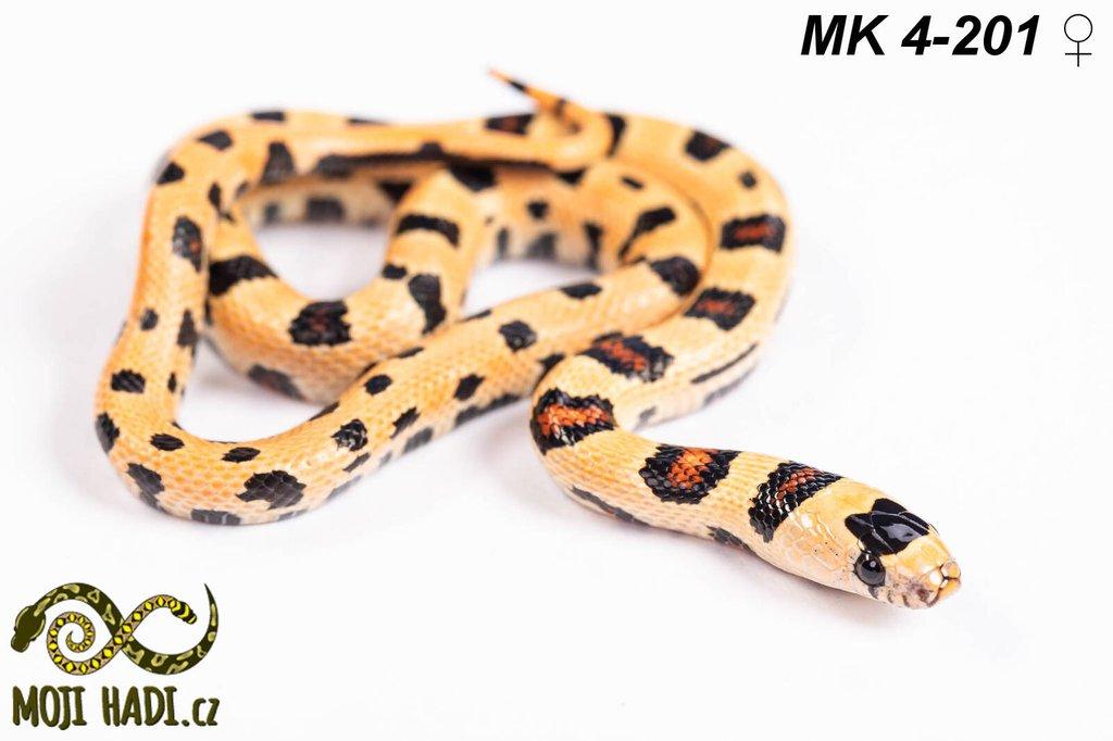 MAGMAKING - korálovka - Lampropeltis