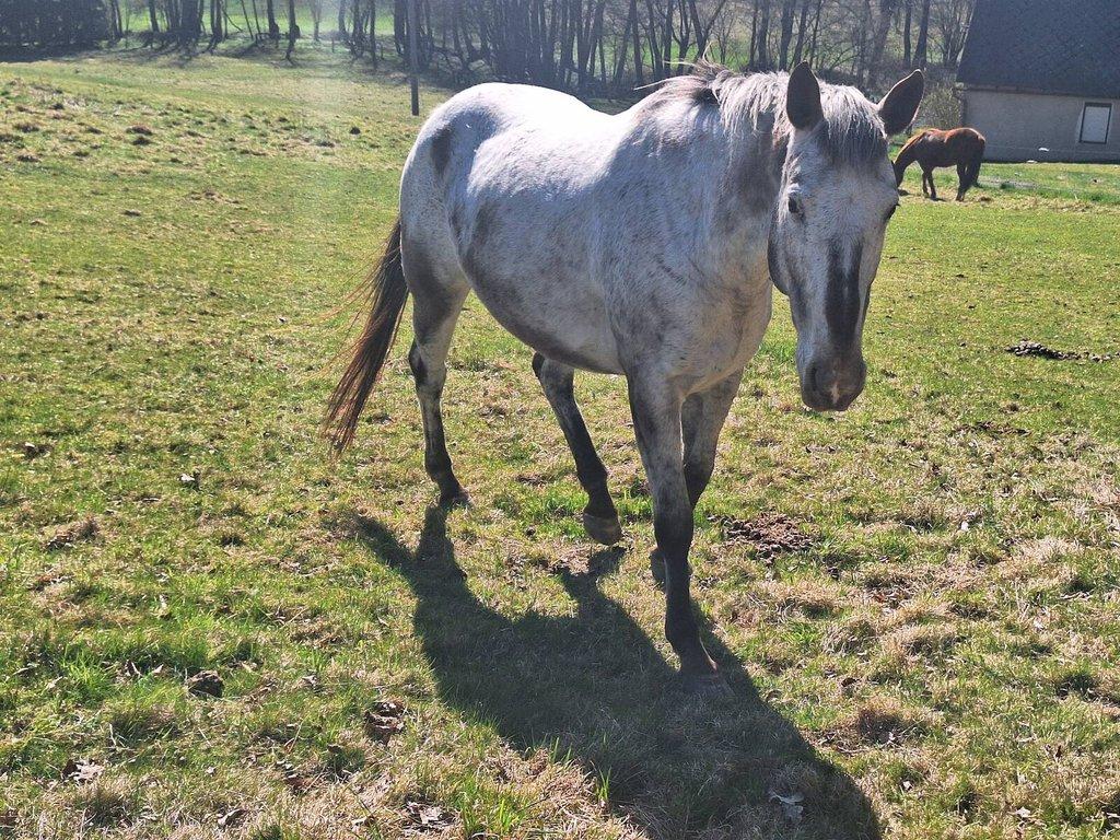 Prodám 10-letou kobylku ApHC/ČT