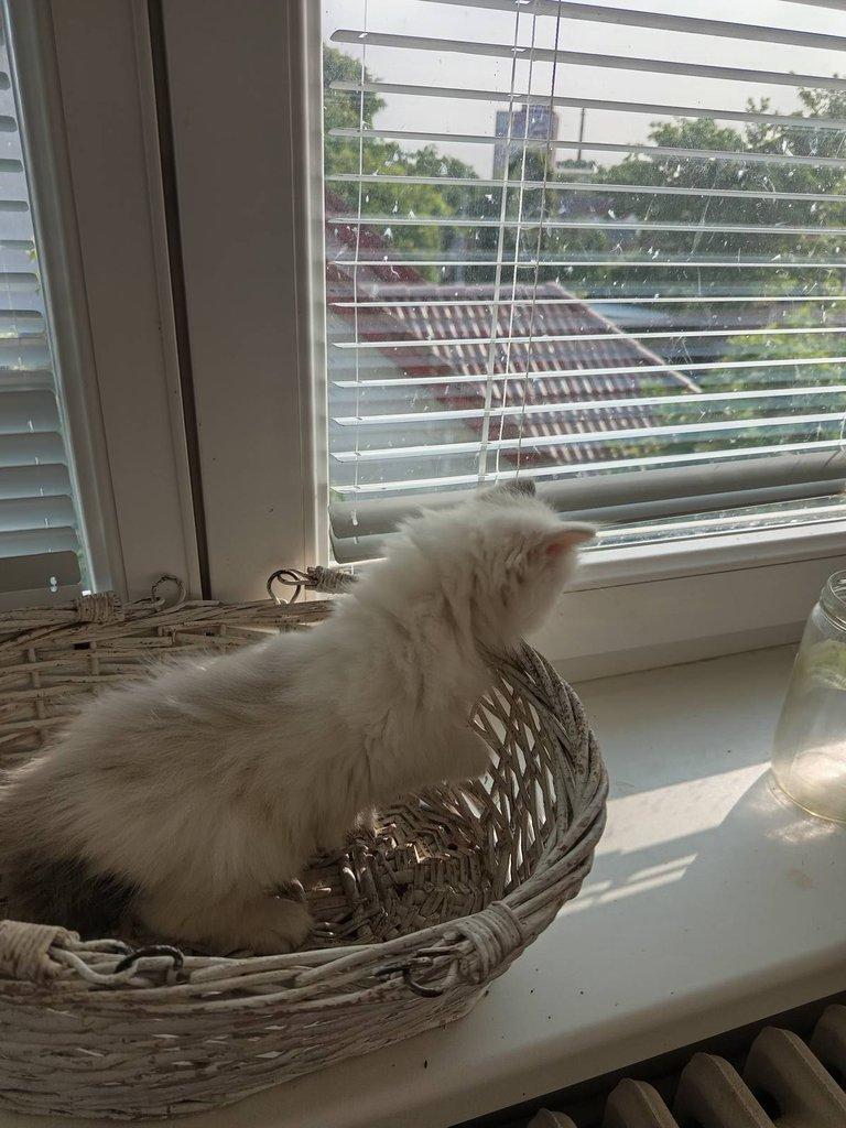 koťátko Ragdoll