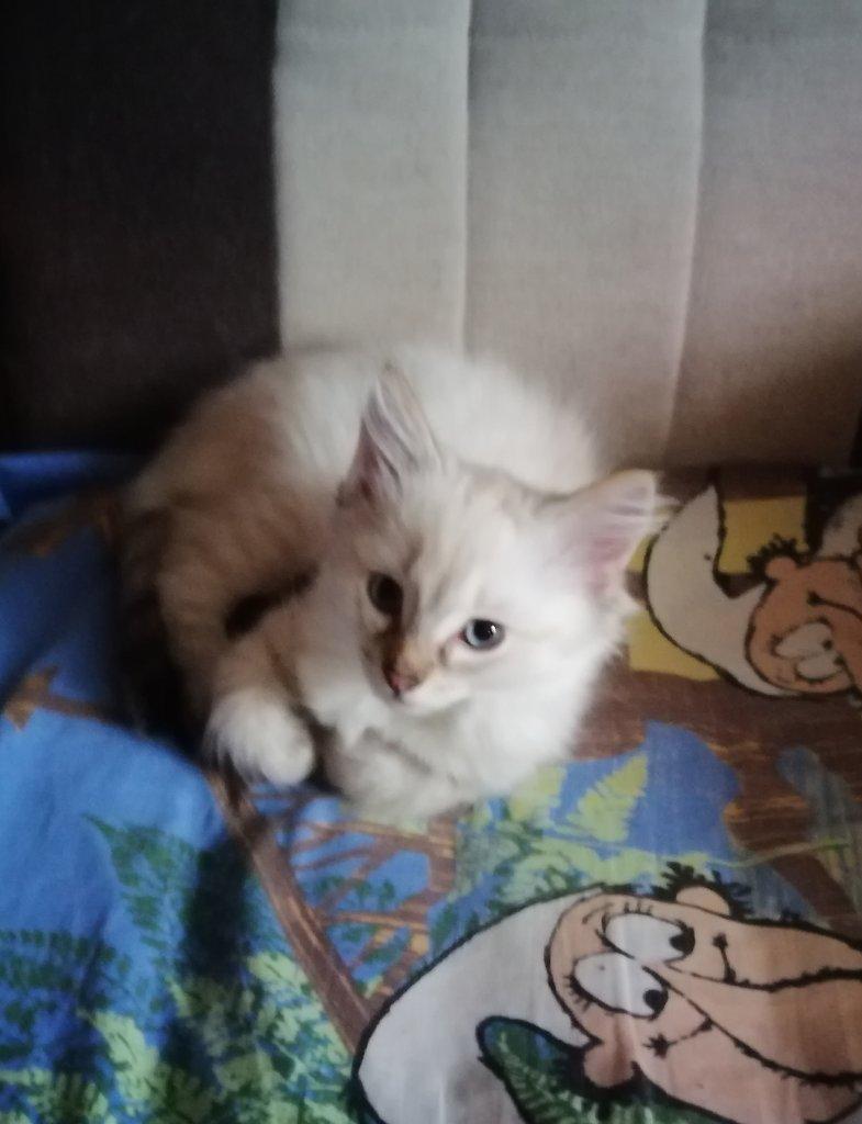 Kocourek Ragdoll