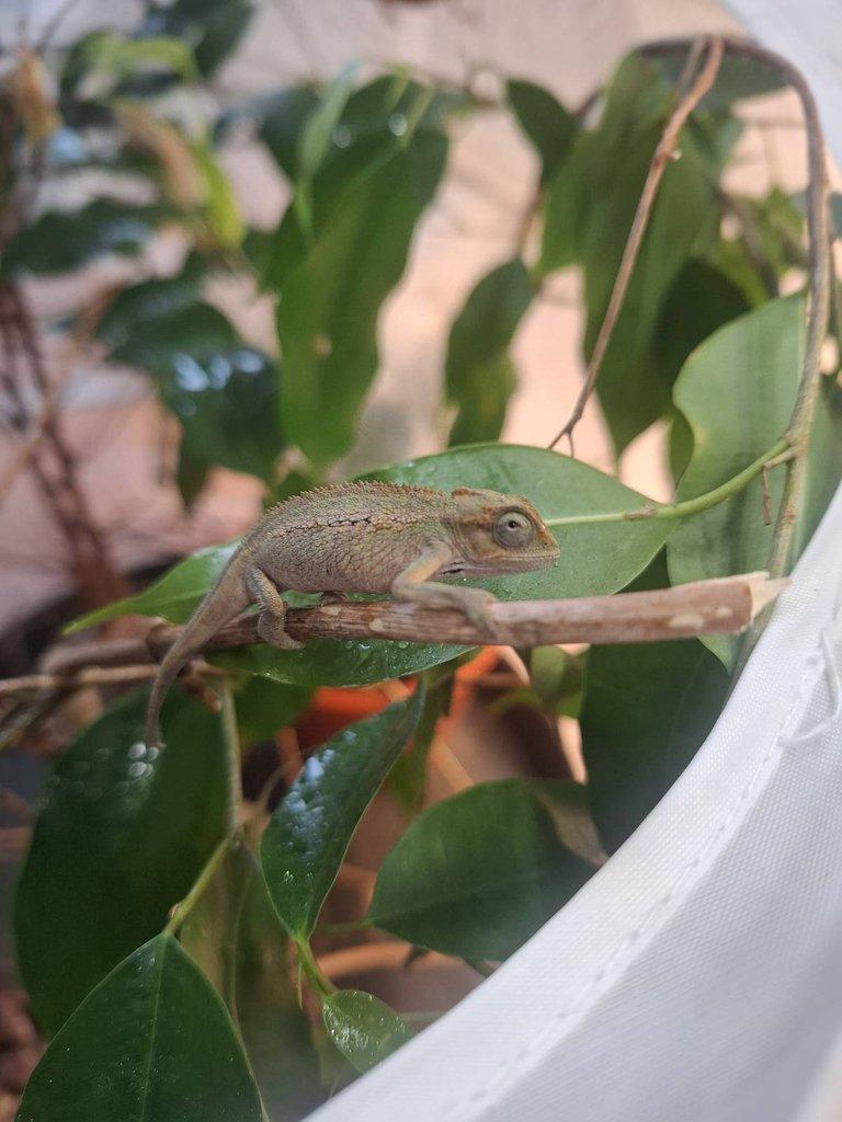 NZ 24 Trioceros ellioti