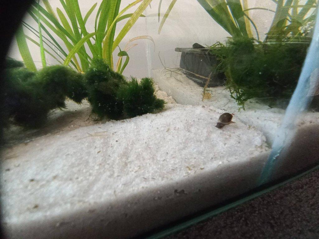Akvarijní ryby,šneci,kořeny,břidlicové úkryty,použité akvária,akvarijní písky