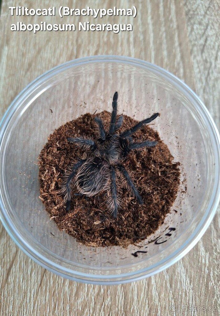 Sklípkani - Aquatera Kroměříž 8.3 + zasílám 🕷🎁