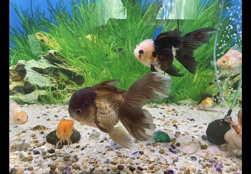 ZÁVOJNATKY ORANDA Lví hlava +RANCHU XXL