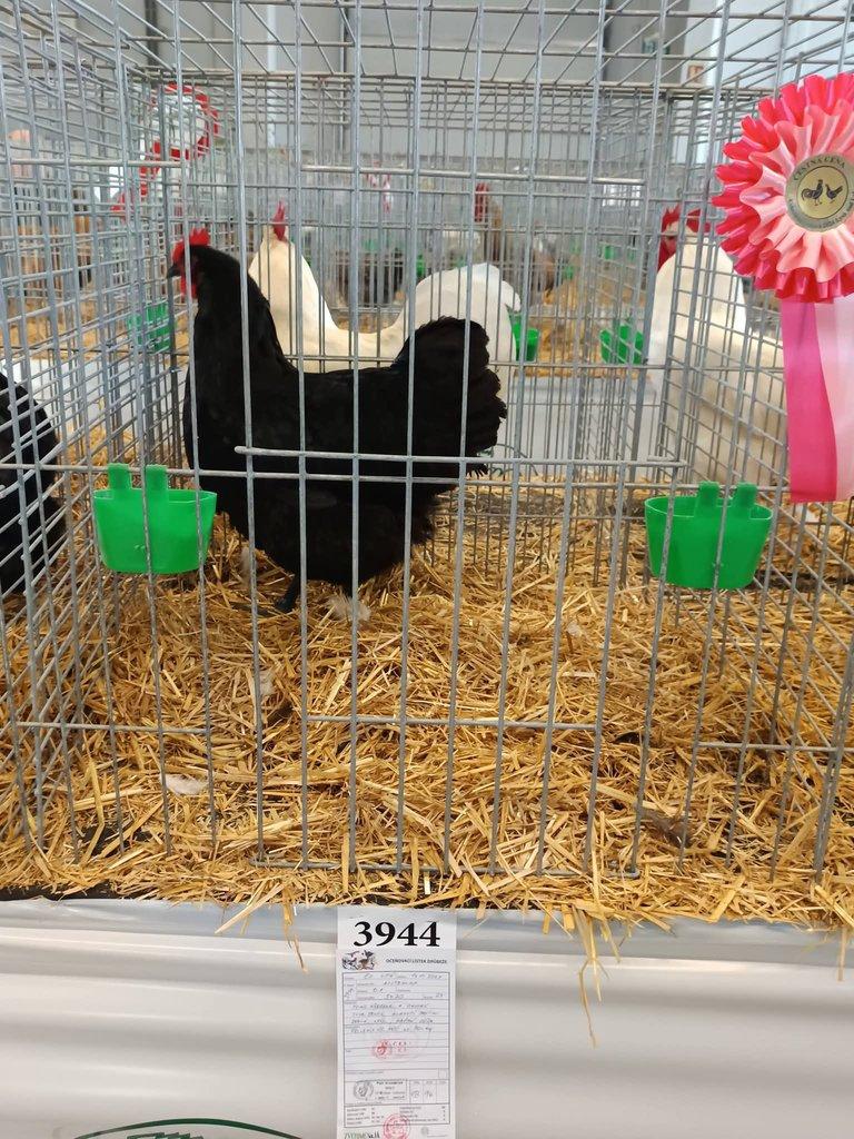 Násadová vejce Australky velké černé a modré s lemy