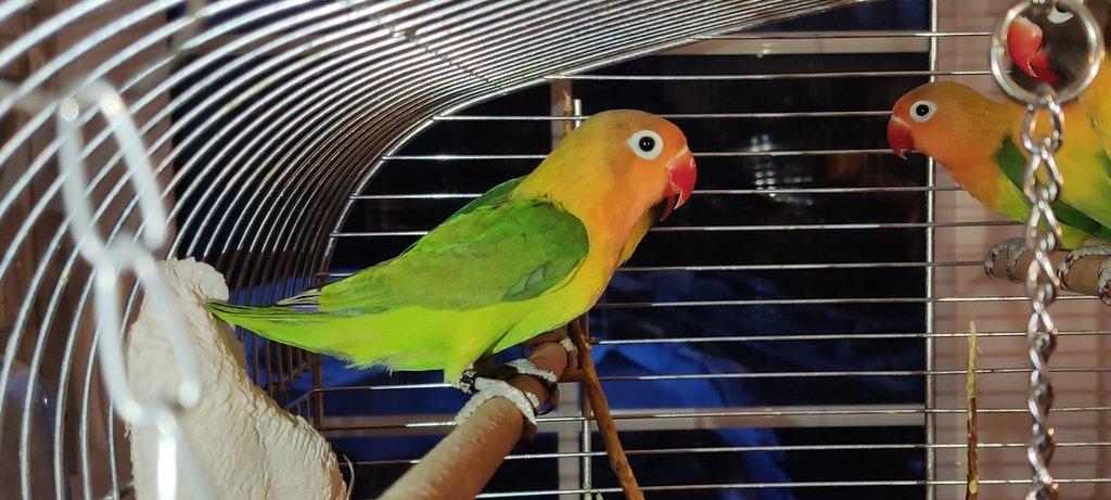 Agapornis škraboškový