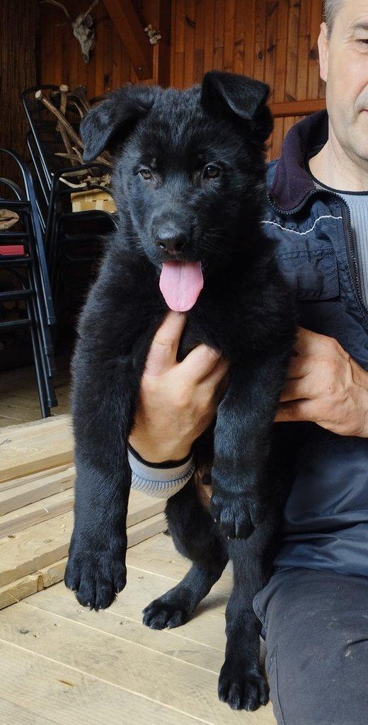 Štěně německého ovčáka s PP