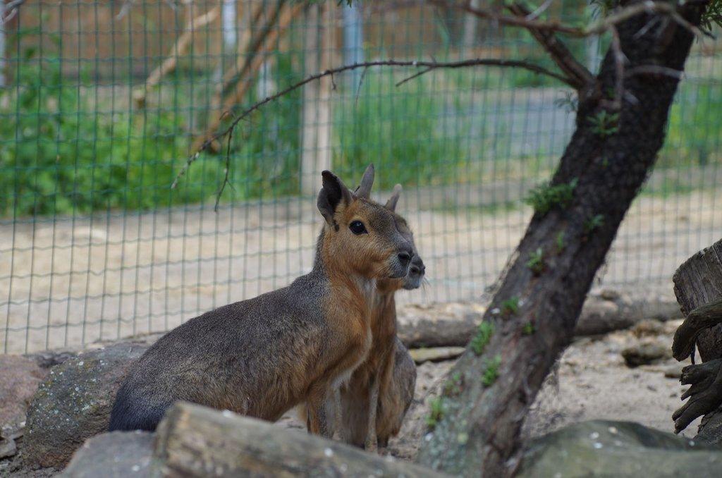 Mara stepní (Dolichotis patagonum)