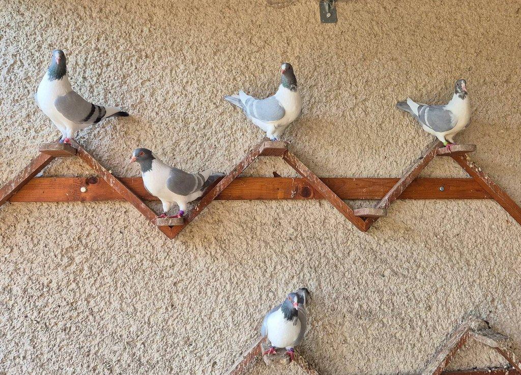 Prácheňský káník modrý bělopruhý a červený