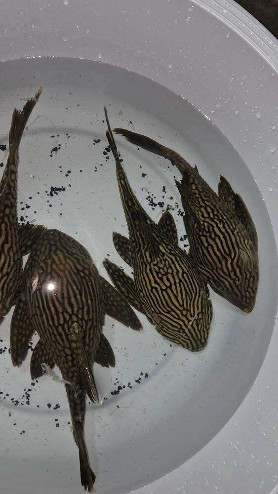 Prodej terčovců, L-sumců, skalár, rejnoků a jiných ryb