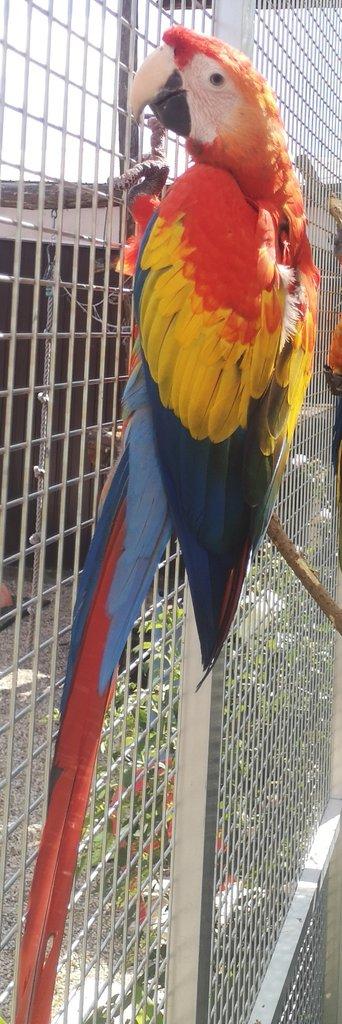 Ara arakanga, macao