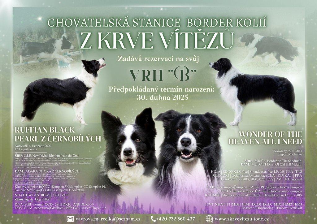 Štěňata border kolie s PP