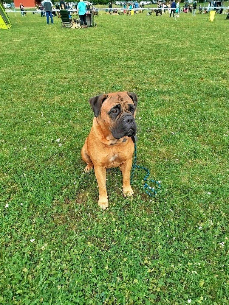 štěňata bullmastiff  bullmastIF
