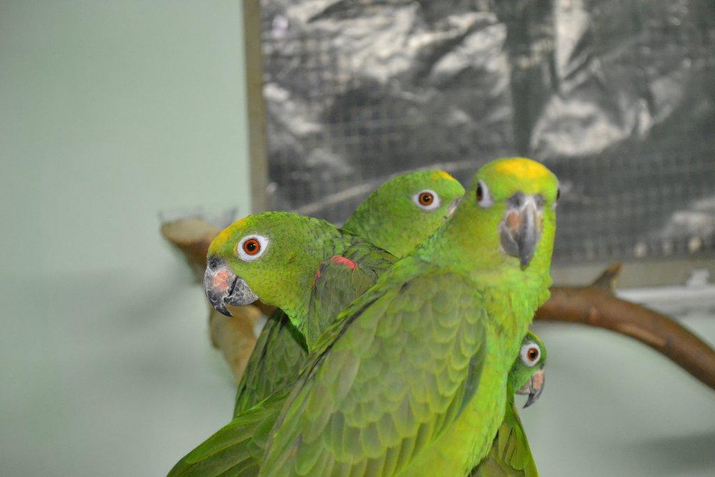 Amazona.o.ochrocephala