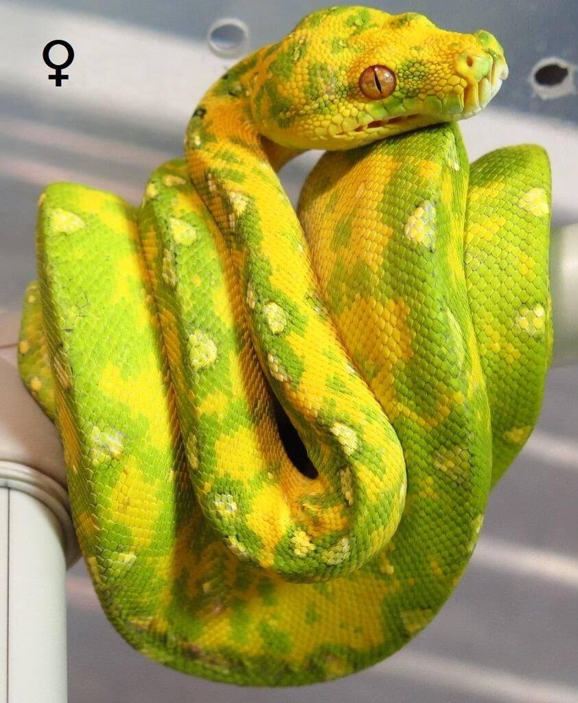 Morelia viridis Biak