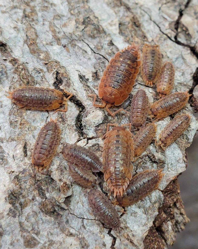 ISOPODA - Hobby druhy - aktualizovaný seznam