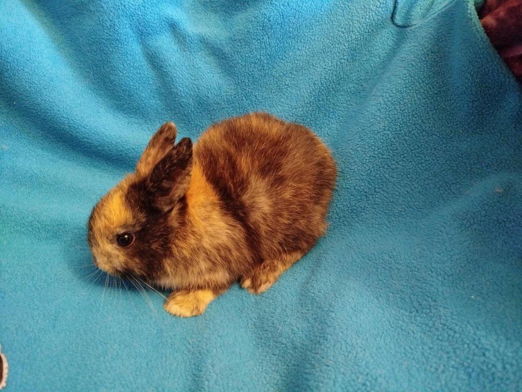 Nabízím zakrslého králíčka- hladkého stáří 2 měsíců