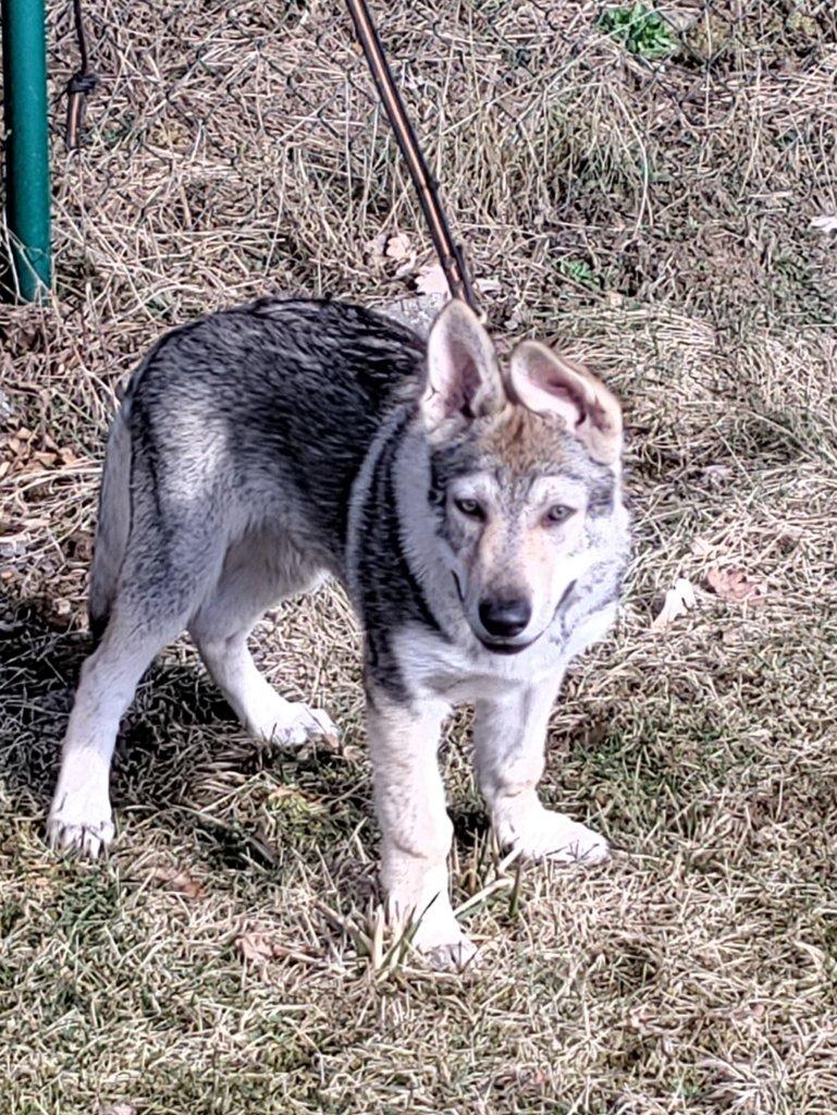 Československý vlčák s rodokmenem TOP spojení