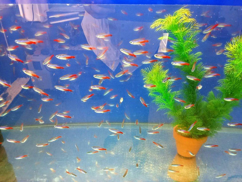 Tetra neonova