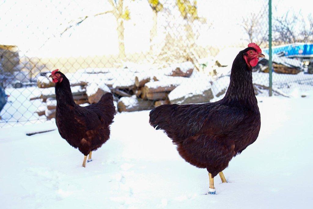 Rodajlendka 🥚🐣 (násadová vejce i kuřátka)